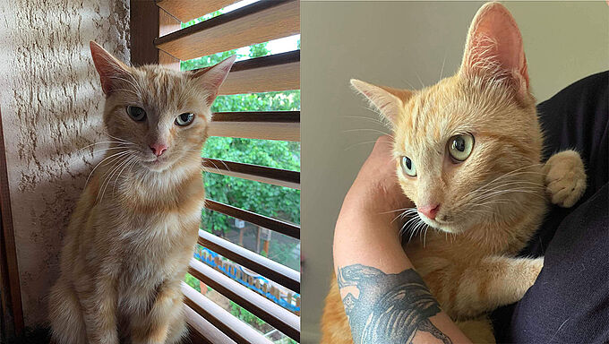 Acte de cruauté : un chat libre noyé et retrouvé dans un sac poubelle !
