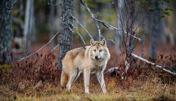 Le Premier ministre envisage de tuer plus de loups