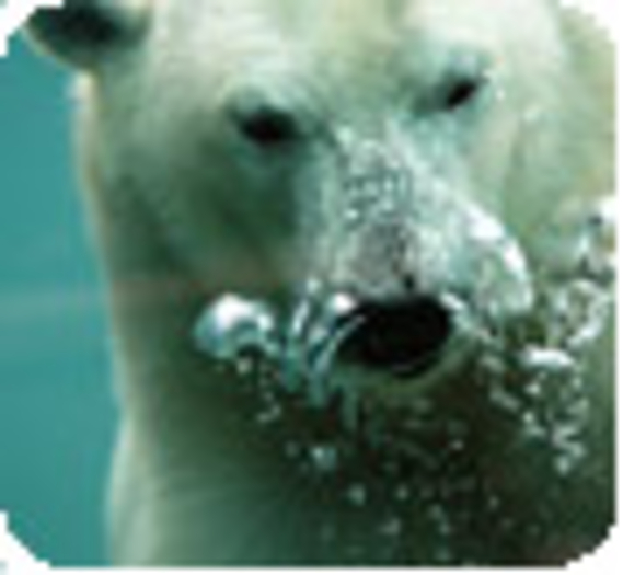La Fondation s'engage pour la protection de l'ours polaire