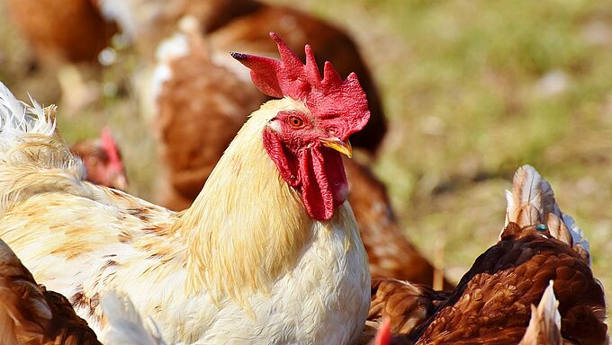 La 1ère étiquette « bien-être animal » pour guider le consommateur