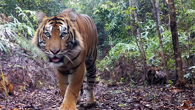 Kalaweit, soutenue par 30 Millions d’Amis, célèbre la naissance d'un bébé tigre à l'état sauvage