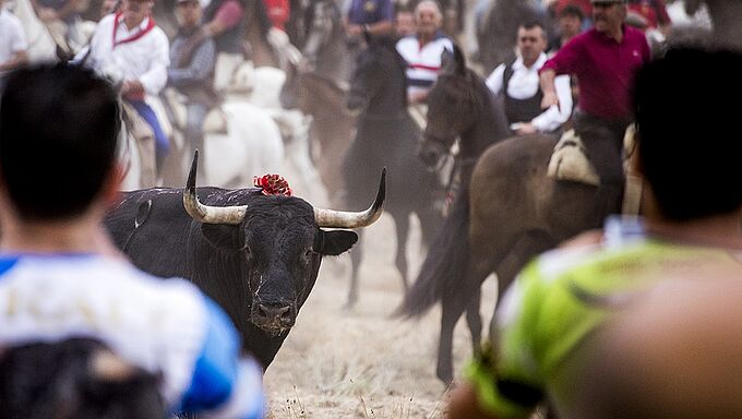 Toro de la Vega, fin d’une tradition cruelle