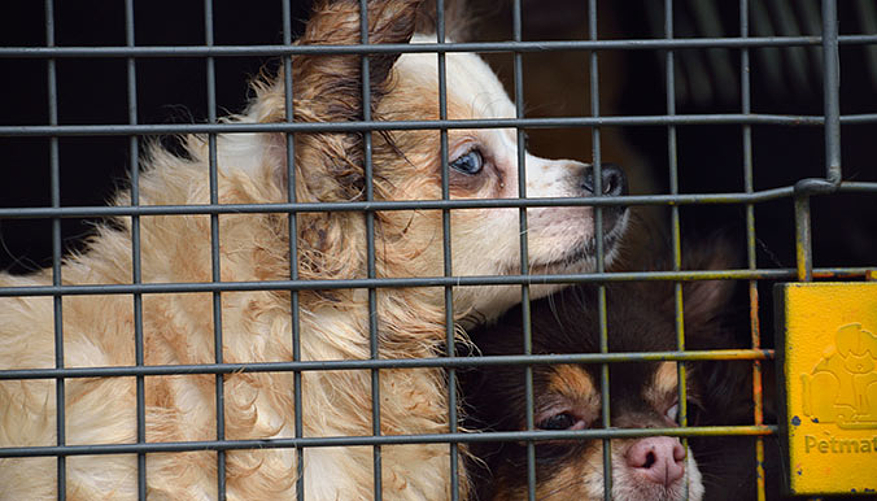 Les chiens étaient enfermés à plusieurs dans des boxes. © Fondation 30 Millions d'Amis