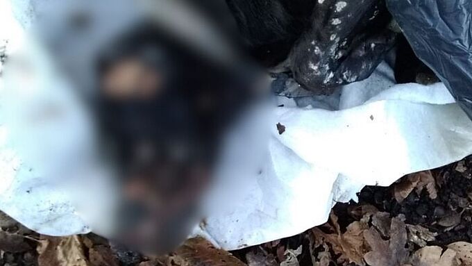 Le cadavre de Calipso découvert dans des sacs poubelle 