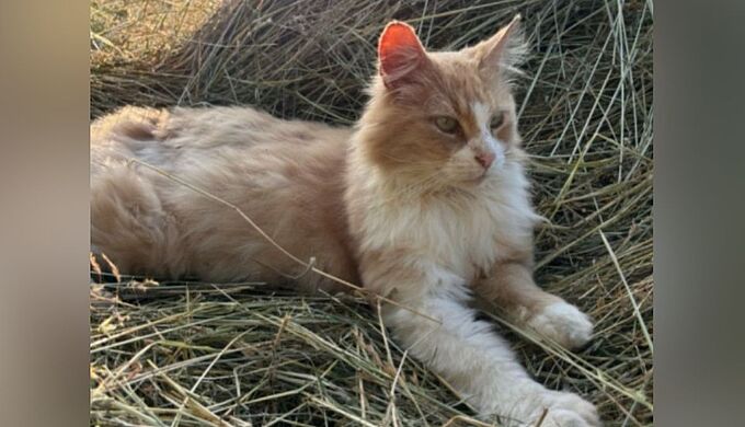 Son chat retrouvé mort avec 86 plombs dans le corps