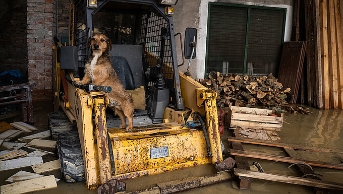 Inondations en Italie : les associations au secours des animaux