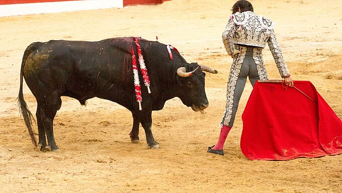 La corrida en Colombie, en 2027 c’est fini !