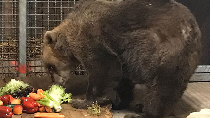 Comment vont les ours Bony & Glasha depuis leur sauvetage ?