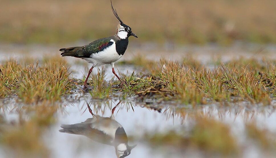 Chasse cruelle d'oiseaux en déclin : le Gouvernement s'obstine et