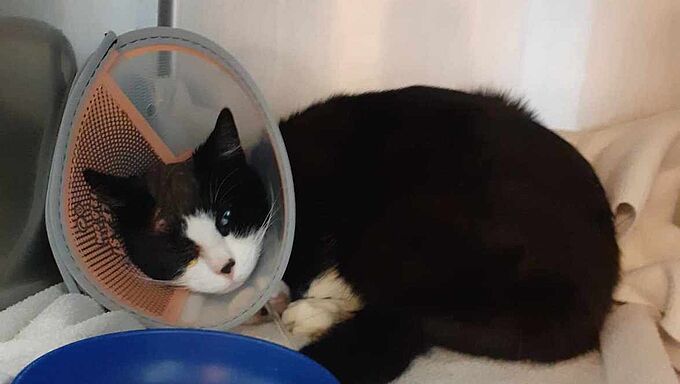 « Un miracle qu’il soit en vie » : un chat reçoit 9 plombs