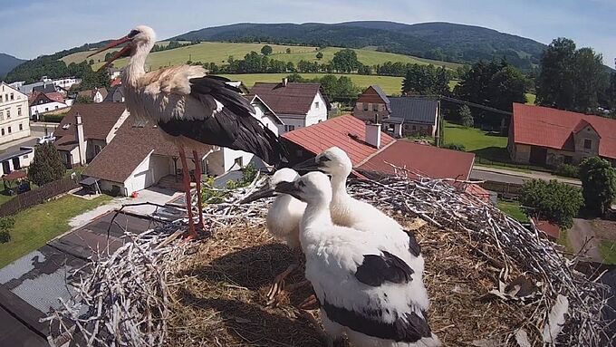 Après la mort d’une cigogne, des villageois aident le père à nourrir ses petits. Regardez-les en direct !