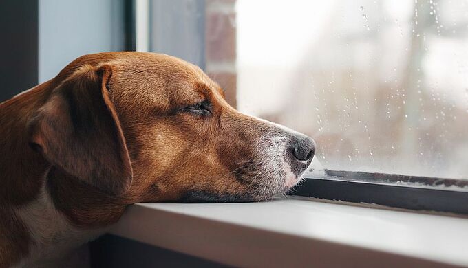 La dépression peut aussi toucher nos animaux de compagnie