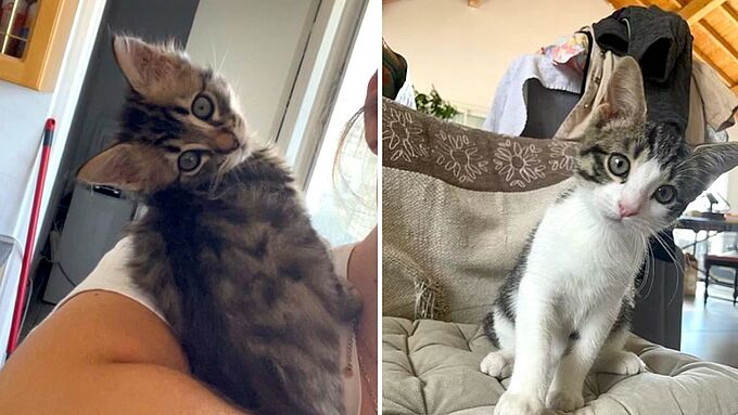 Après leur sauvetage par deux sœurs, 2 chatons adoptés dans la famille !