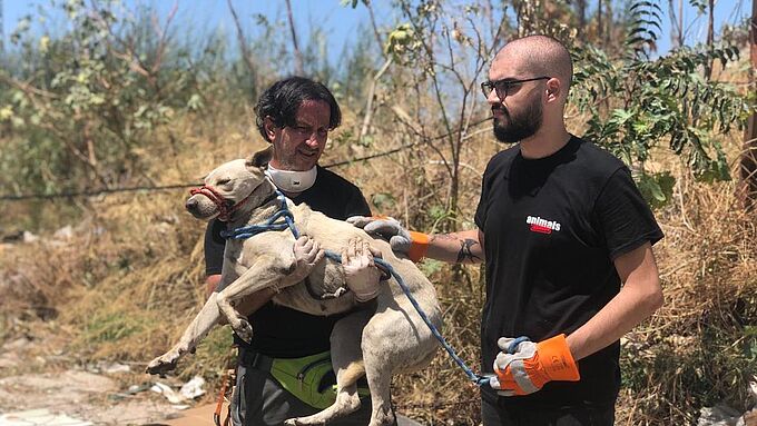 Des animaux sauvés des décombres au Liban, la Fondation 30 Millions d'Amis au chevet des associations