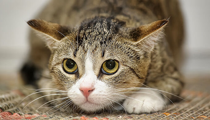 Deux jeunes femmes torturent à mort une chatte, le tribunal de Montpellier les condamne à de la prison avec sursis