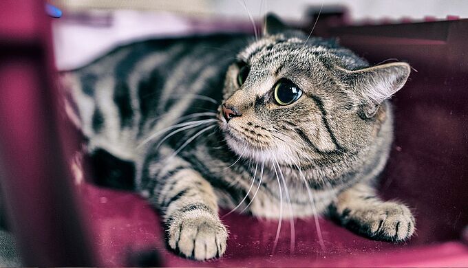 Torture de chats en ligne : la Fondation mobilisée