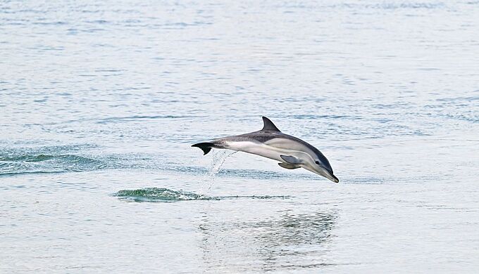 Escale insolite pour des dauphins dans le Vieux-Port de La Rochelle