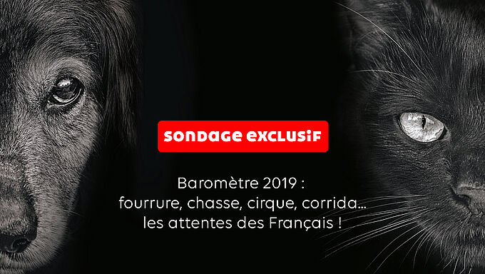 La protection des animaux DOIT faire partie du grand débat national, pour plus d’1 Français sur 2 !
