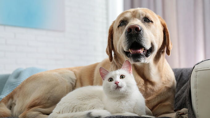 Contamination d’animaux par le Covid-19 : attention aux conclusions trop rapides... Partagez l'info !