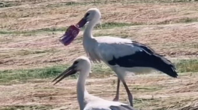 La cigogne avec le bec coincé dans une canette de Coca-Cola n’a pas survécu