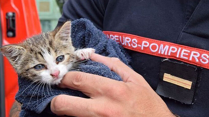 Les pompiers sauvent un chaton coincé dans les égouts, un soldat du feu l’adopte. Une belle histoire à partager