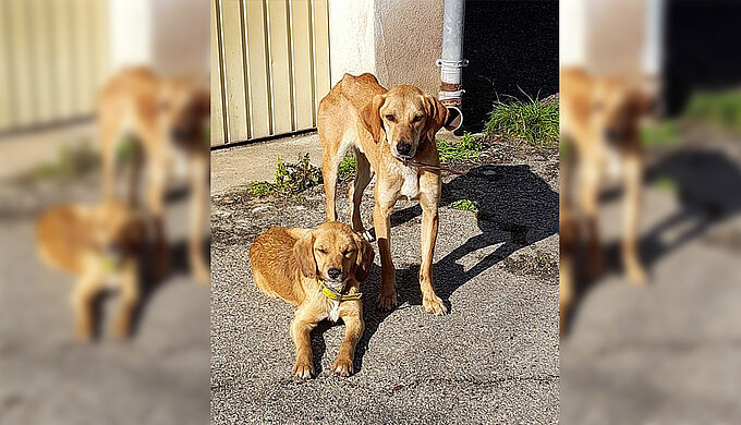 Laissés à l'abandon, 2 chiens secourus en Corse
