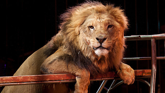 Cirques : la Fondation 30 Millions d’Amis interpelle les maires