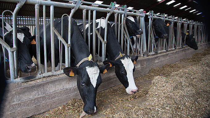 Bientôt une nouvelle « ferme des 1000 vaches » dans l’Eure ?