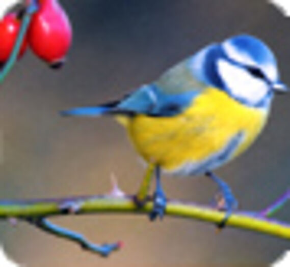 Le traité des oiseaux de jardin