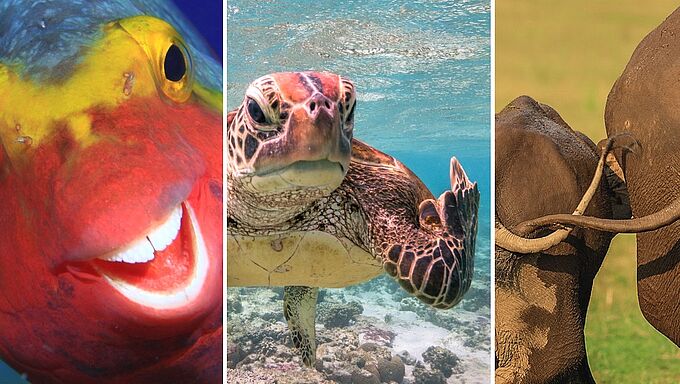 Quand les animaux nous font rire ! Ces photos sont les plus drôles de l’année