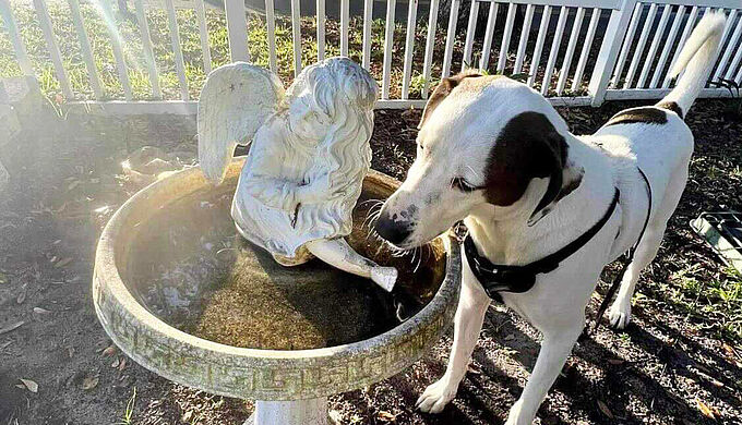Abandonné en raison de sa surdité, ce chien est adopté… par un malentendant !