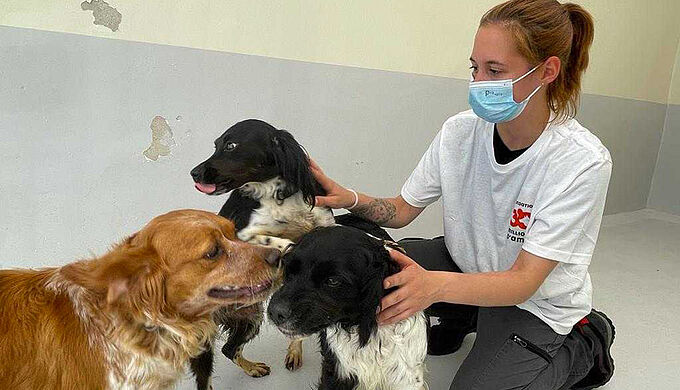 Ces 3 chiens vivaient enfermés dans un enclos… de 3 m²