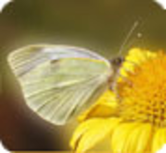 Lâcher de papillons à Paris à l'initiative du Muséum national d'Histoire Naturelle