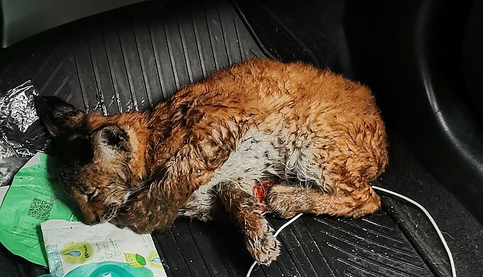 Elle sauve un lynx percuté par une voiture