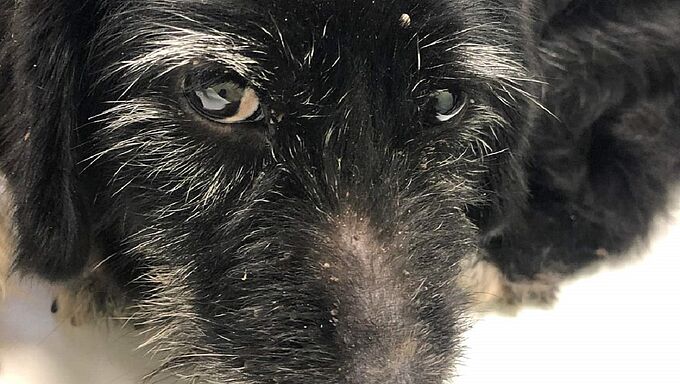 6 chiens qui vivaient dans le froid et la boue, sauvés de la misère par la Fondation 30 Millions d'Amis