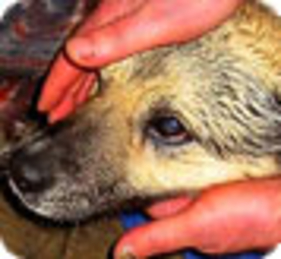 Un chien sauvé des glaces de la Baltique