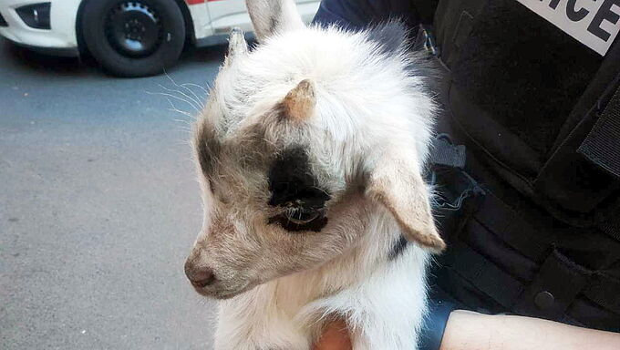 Le destin béni de Carmélite, un chevreau recueilli par la police. Vous allez fondre...