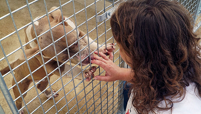 Grâce à vous, 30 Millions d'Amis soutient les refuges qui recueillent les animaux abandonnés avec 1,3 million d'euros d'aide