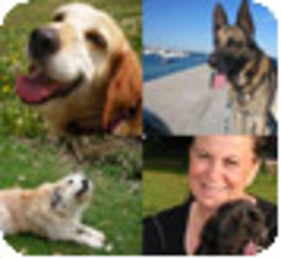 Bilan 2011 : 716 chiens âgés adoptés !