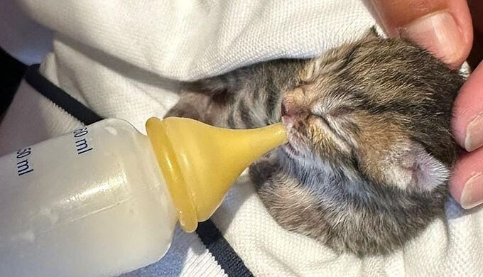 Un chaton adopté par ses secoureurs dans un stade de foot