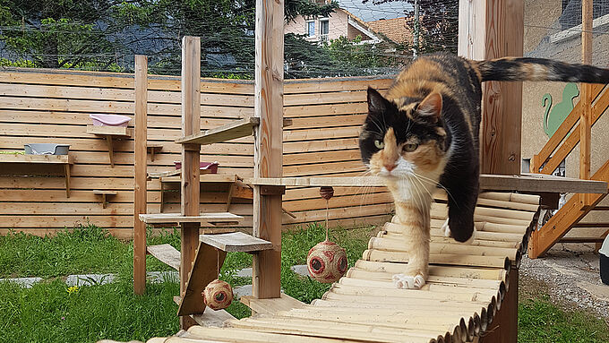 Un parc à chats financé par la Fondation 30 Millions d'Amis au refuge de Gap