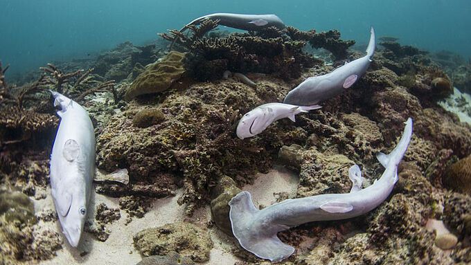 Contre le massacre des requins pour leurs ailerons, signez l'Initiative Citoyenne Européenne « Stop Finning »