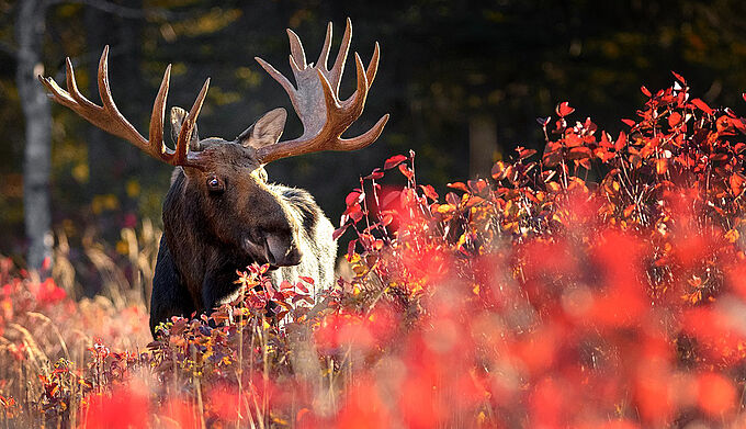 « C'est à nous d'adapter nos comportements à la faune sauvage ! » : Ce photographe sublime les animaux et incite à leur préservation