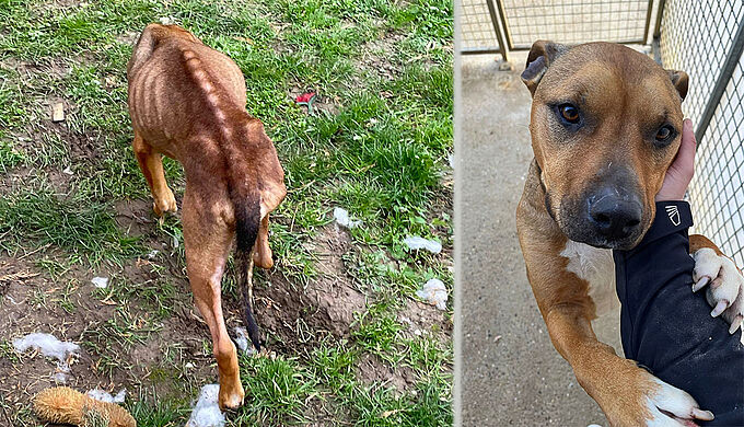 La Fondation 30 Millions d’Amis au secours d’un chien rachitique