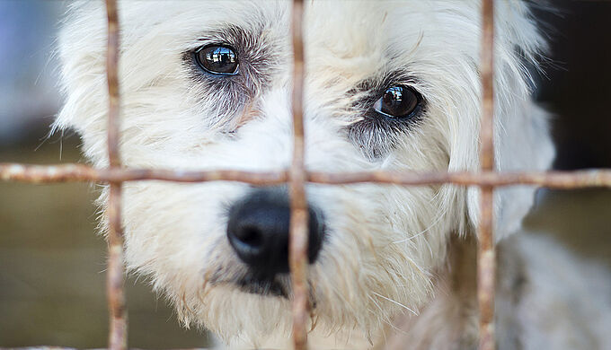 La Fondation 30 Millions d’Amis apporte son soutien à plus de 200 refuges qui recueillent les animaux abandonnés 