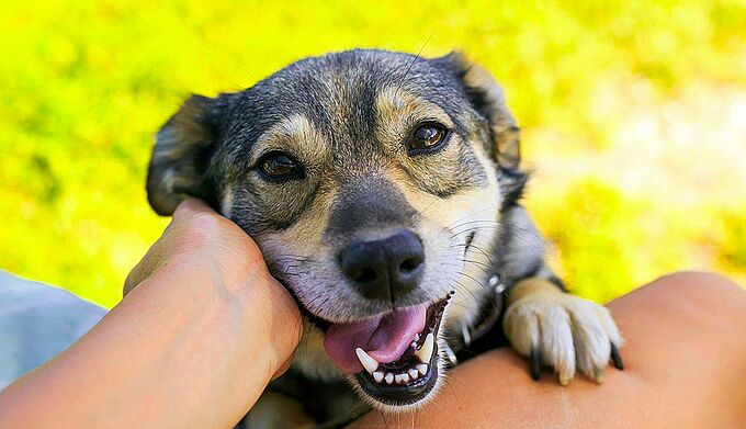 Un « certificat de connaissance » bientôt exigé pour l’acquisition d’un animal