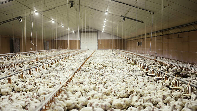 L'extension d'un élevage pourrait conduire à la production de... 800.000 poulets par an. Exigeons un plan de sortie du modèle intensif !