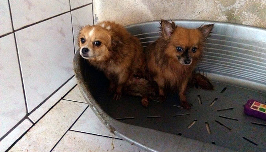 Les chiens étaient dans des boxes jonchés d'excréments. © Fondation 30 Millions d'Amis