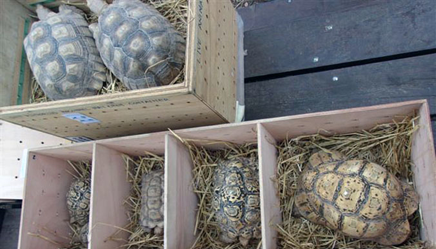 Les tortues prêtes pour le voyage ! © Village des Tortues
