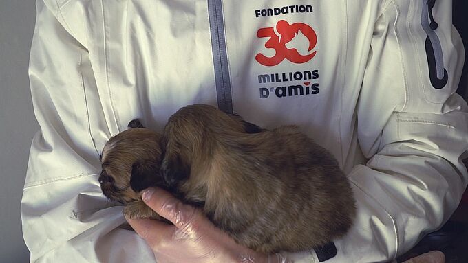Déjà plus de 600 animaux sauvés par la Fondation 30 Millions d’Amis en 2020. Notre mission se poursuit, grâce à vous !